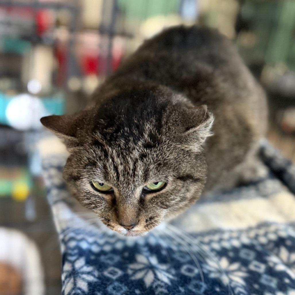 Naomi, a Adoptable Domestic Short Hair in Marion, VA image 2/5