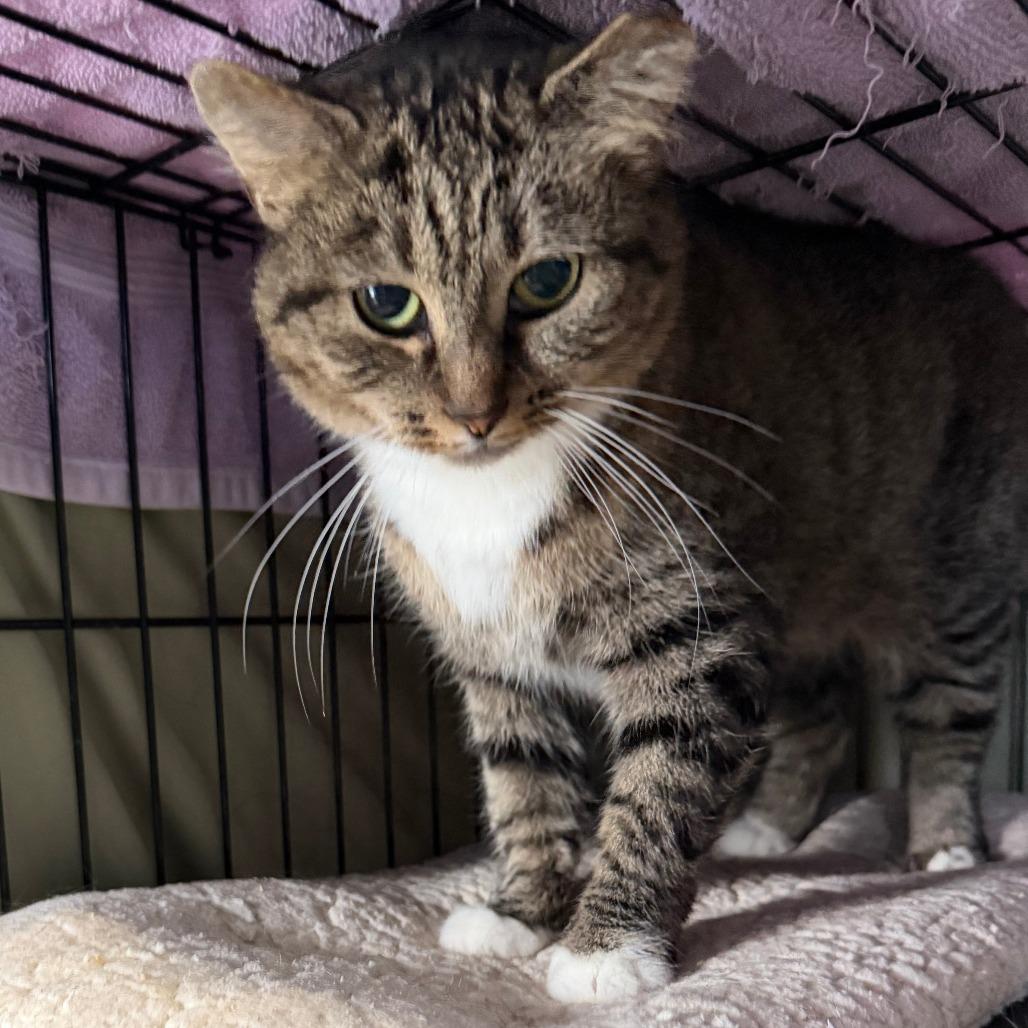 Naomi, a Adoptable Domestic Short Hair in Marion, VA image 3/6