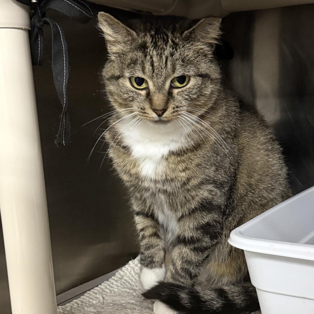 Naomi, a Adoptable Domestic Short Hair in Marion, VA image 3/5