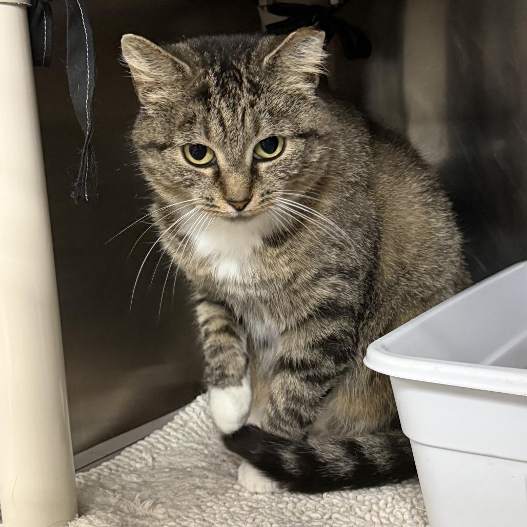 Naomi, a Adoptable Domestic Short Hair in Marion, VA image 5/5
