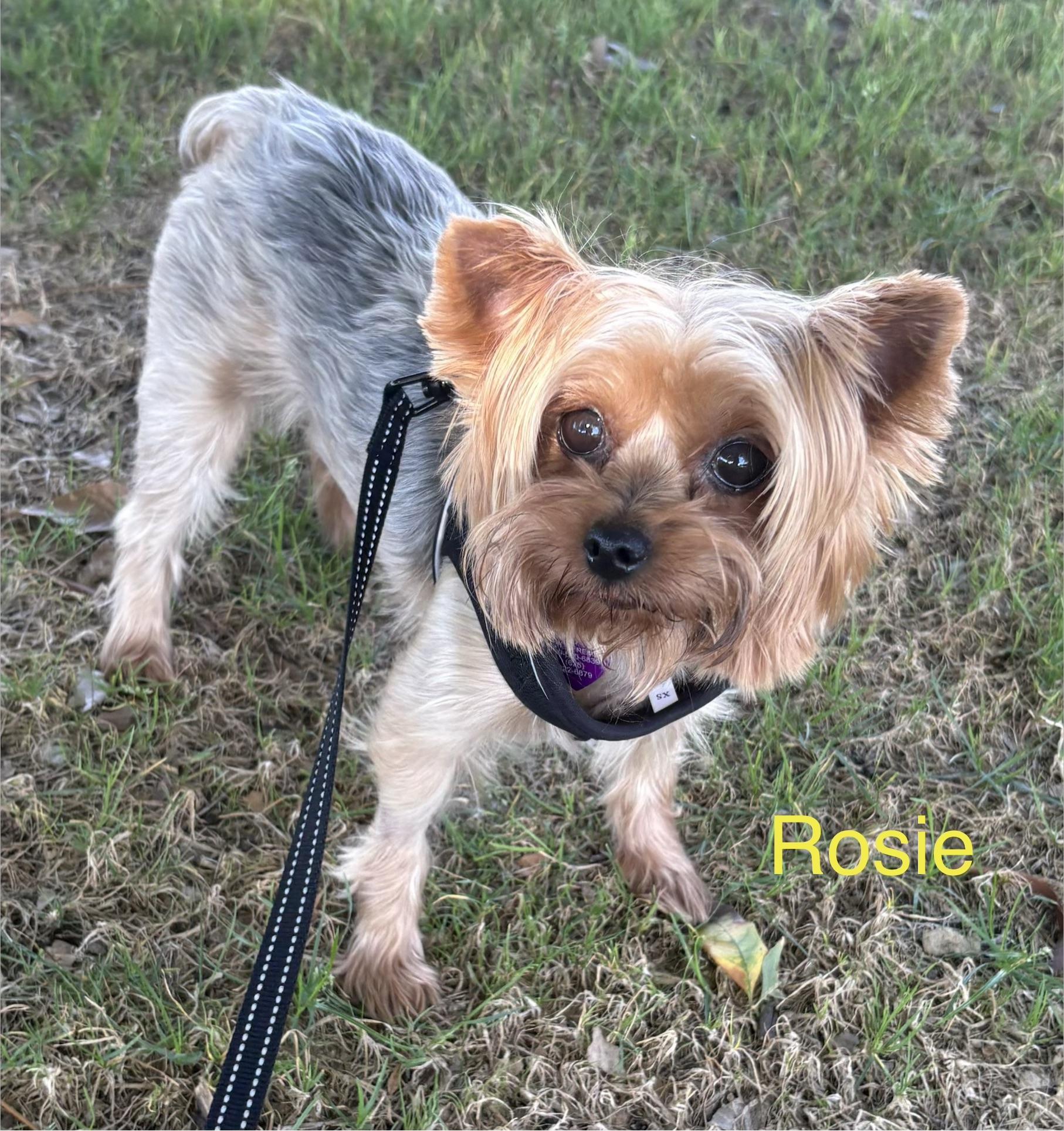 Rosie Lou, Adopted, Adult Female Yorkshire Terrier.
