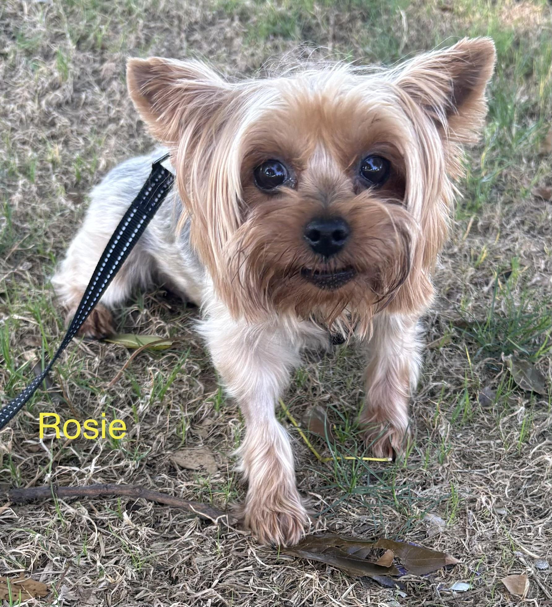 Enlarge Rosie Lou, a Adopted Yorkshire Terrier in Covina, CA image 3/4