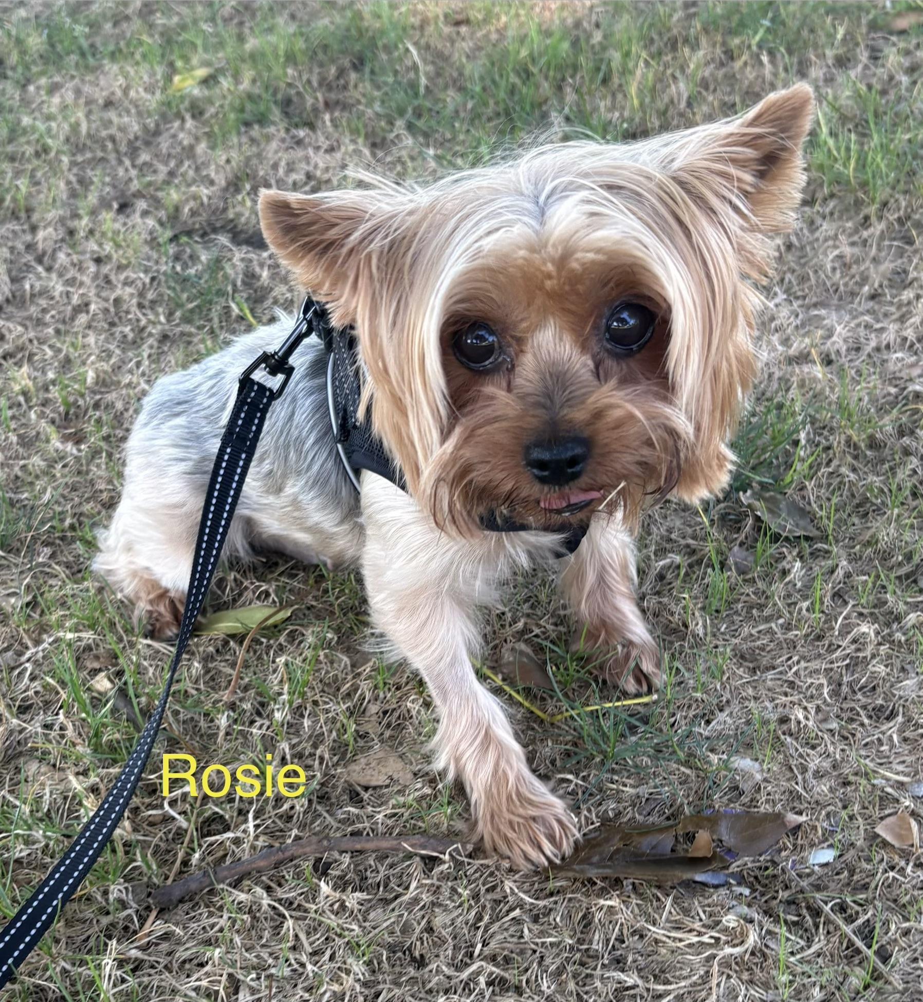 Enlarge Rosie Lou, a Adopted Yorkshire Terrier in Covina, CA image 4/4
