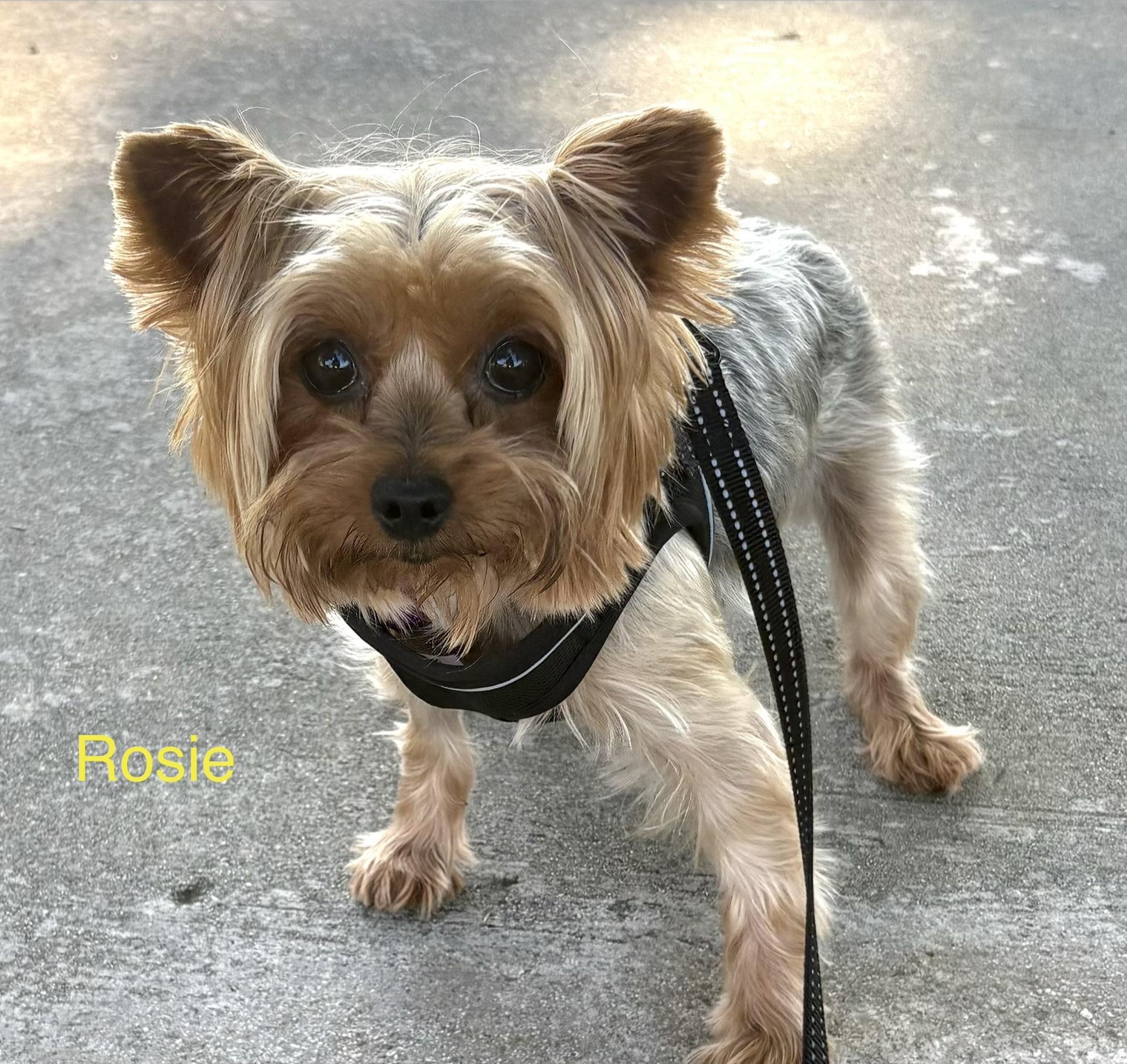 Enlarge Rosie Lou, a Adopted Yorkshire Terrier in Covina, CA image 2/4