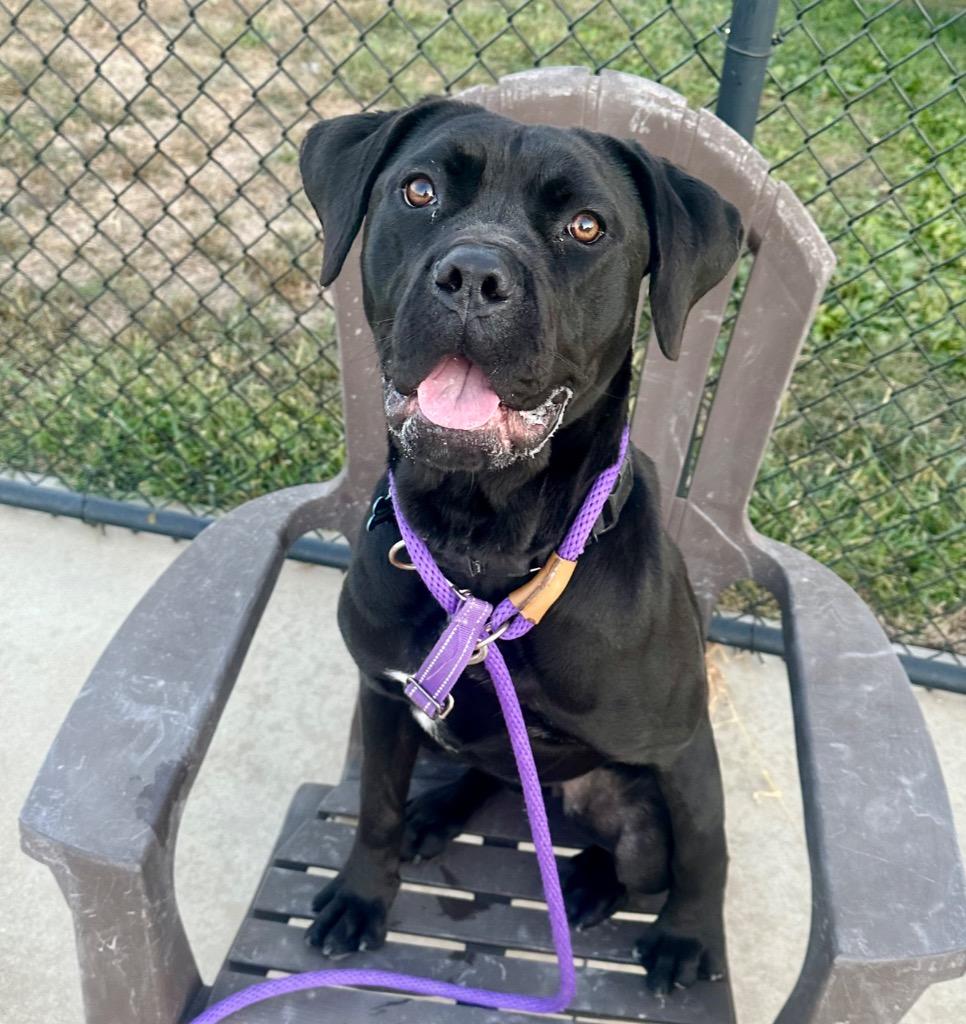 Enlarge FloJo, a Adoptable mixed breed in Columbia, IL image 1/6