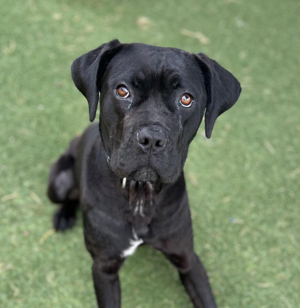FloJo, Adoptable, Adult Female Boxer & Terrier.