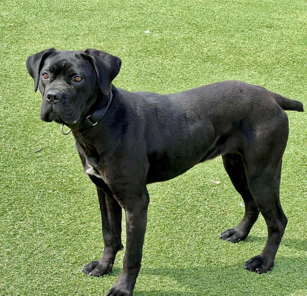 Enlarge FloJo, a Adoptable mixed breed in Columbia, IL image 3/6