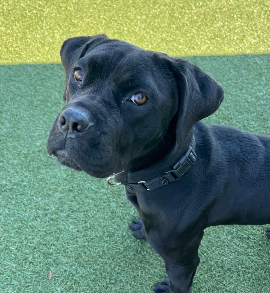 Enlarge FloJo, a Adoptable mixed breed in Columbia, IL image 2/6