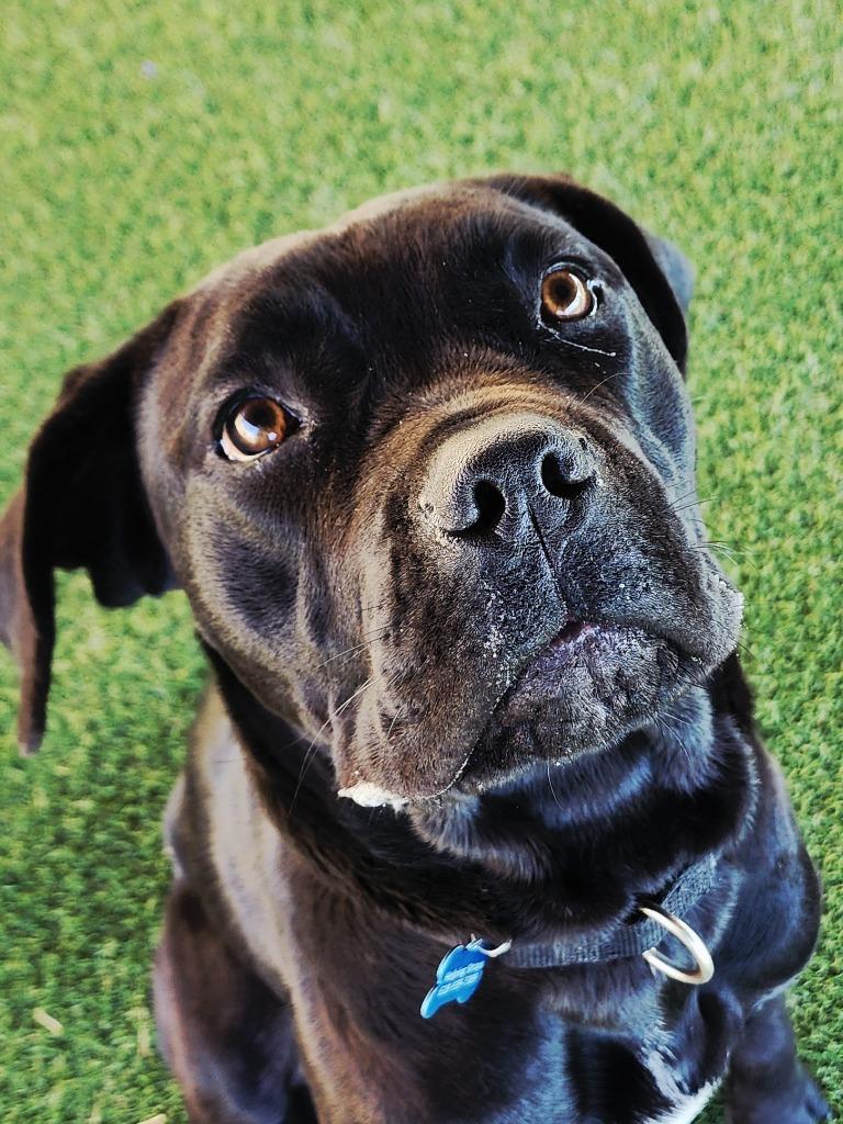 FloJo, a Adoptable mixed breed in Columbia, IL image 1/6