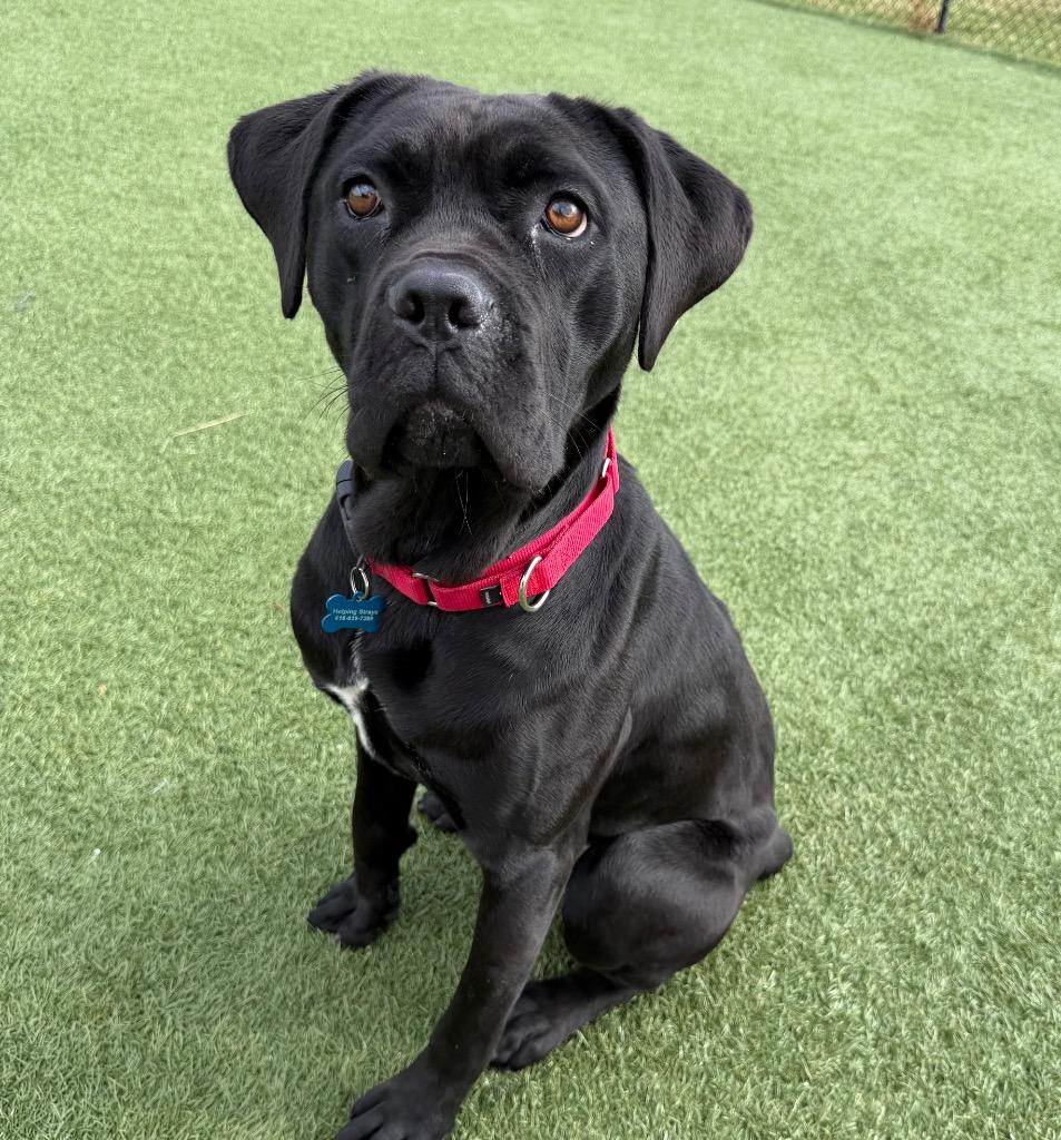 Enlarge FloJo, a Adoptable mixed breed in Columbia, IL image 4/6