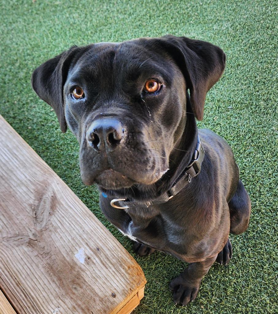 Enlarge FloJo, a Adoptable mixed breed in Columbia, IL image 5/6