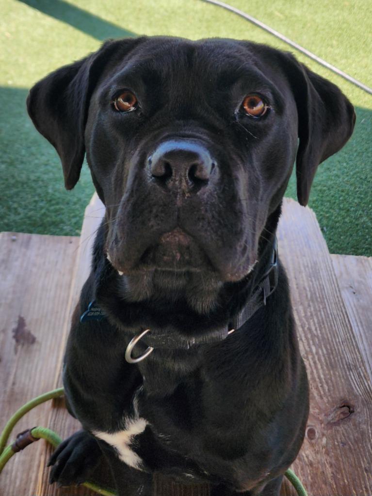 FloJo, a Adoptable mixed breed in Columbia, IL image 5/6