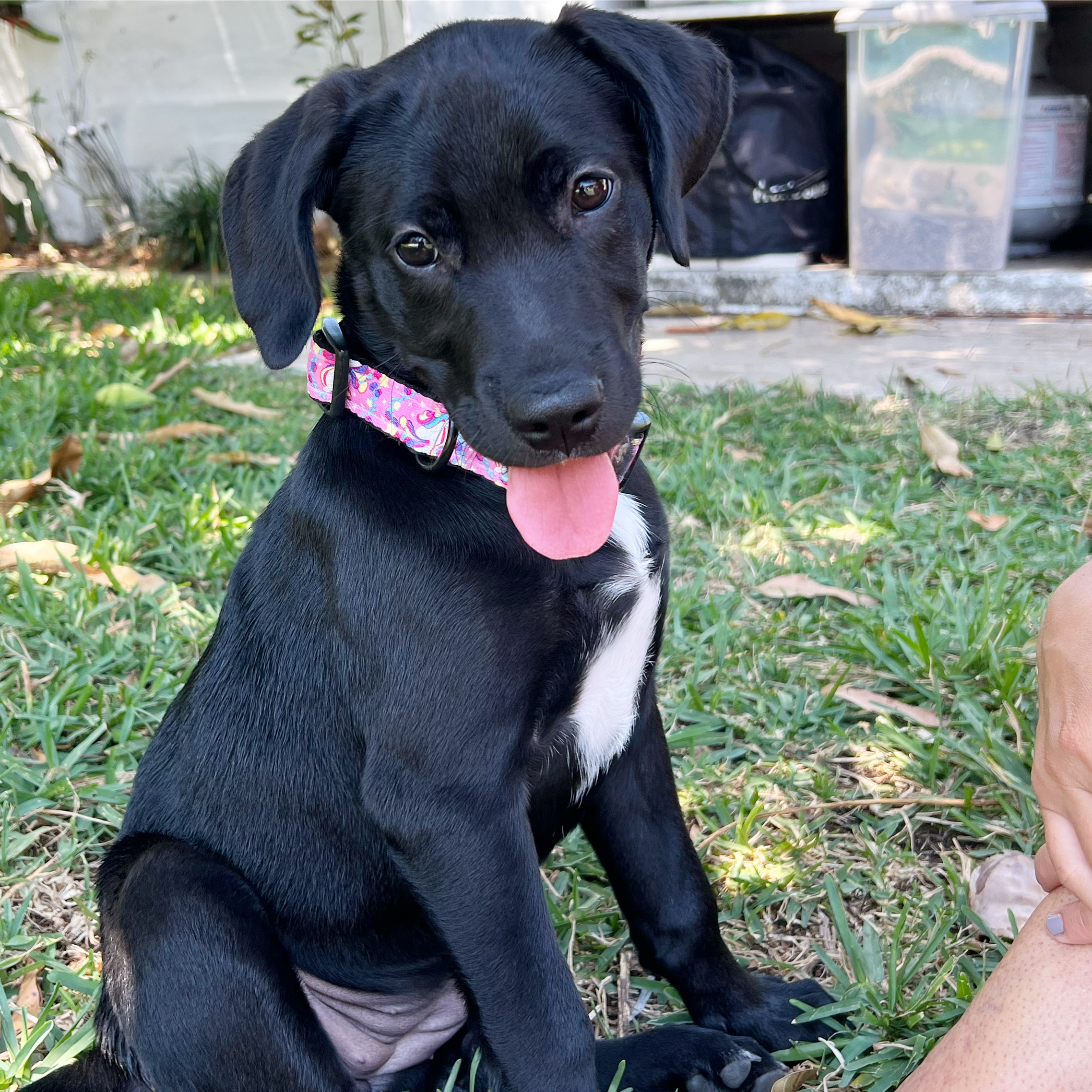 Poet, a Adopted Black Labrador Retriever in DELRAY BEACH, FL image 1/5