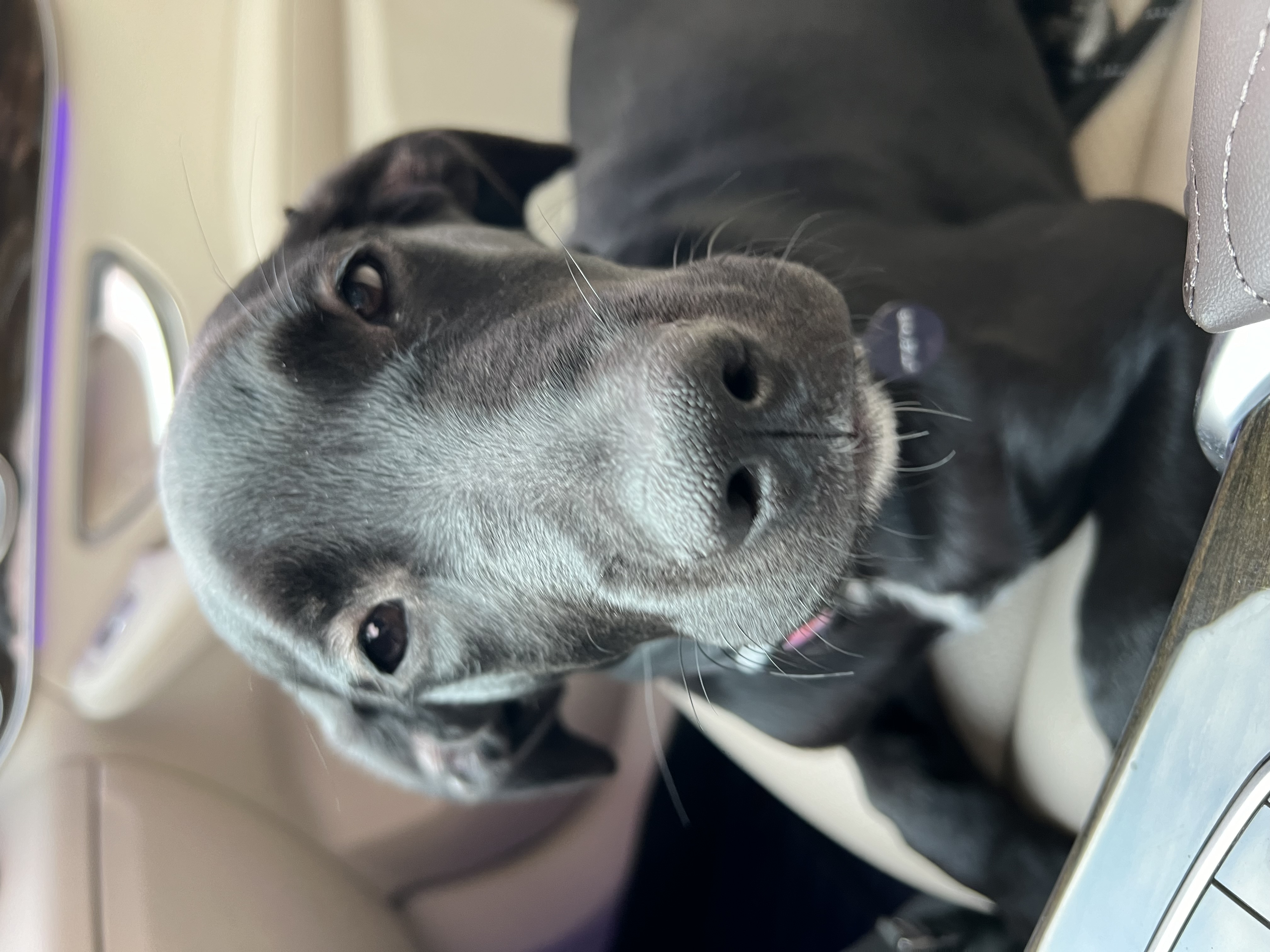 Poet, a Adopted Black Labrador Retriever in DELRAY BEACH, FL image 2/5