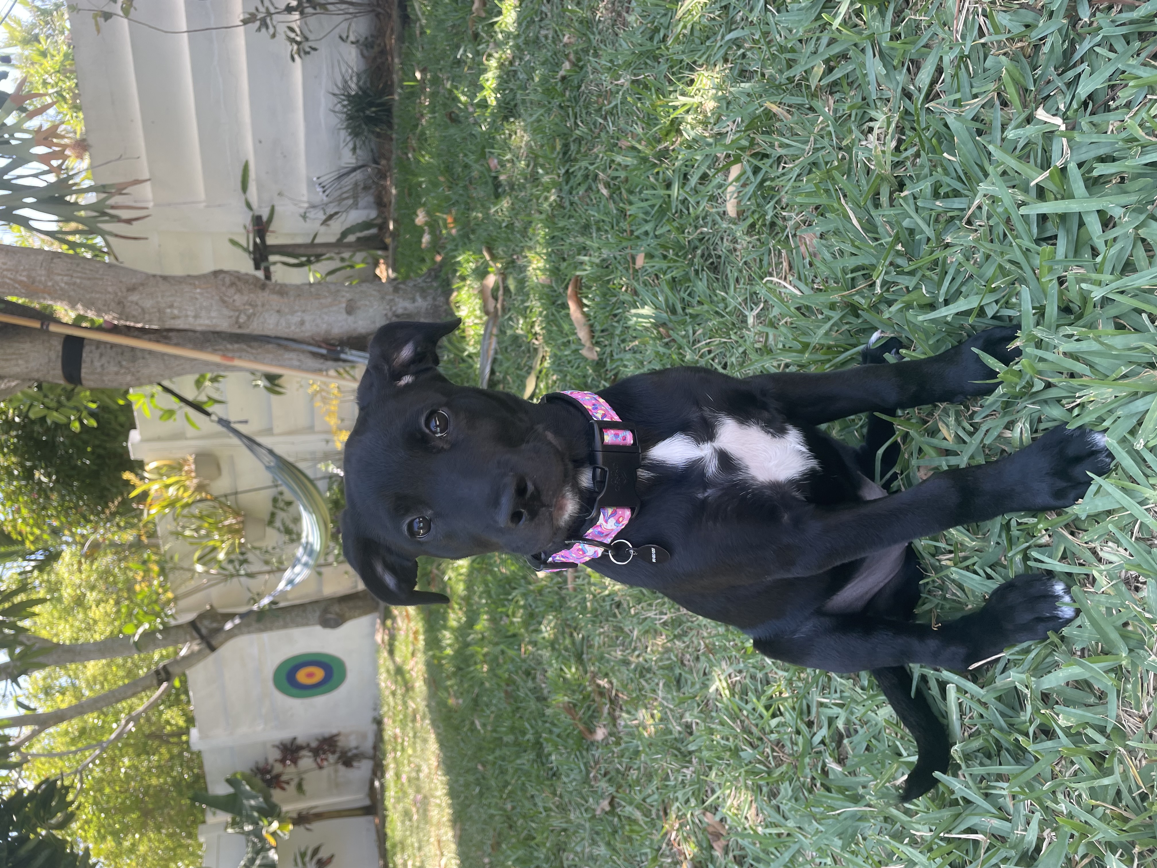 Poet, a Adopted Black Labrador Retriever in DELRAY BEACH, FL image 3/5