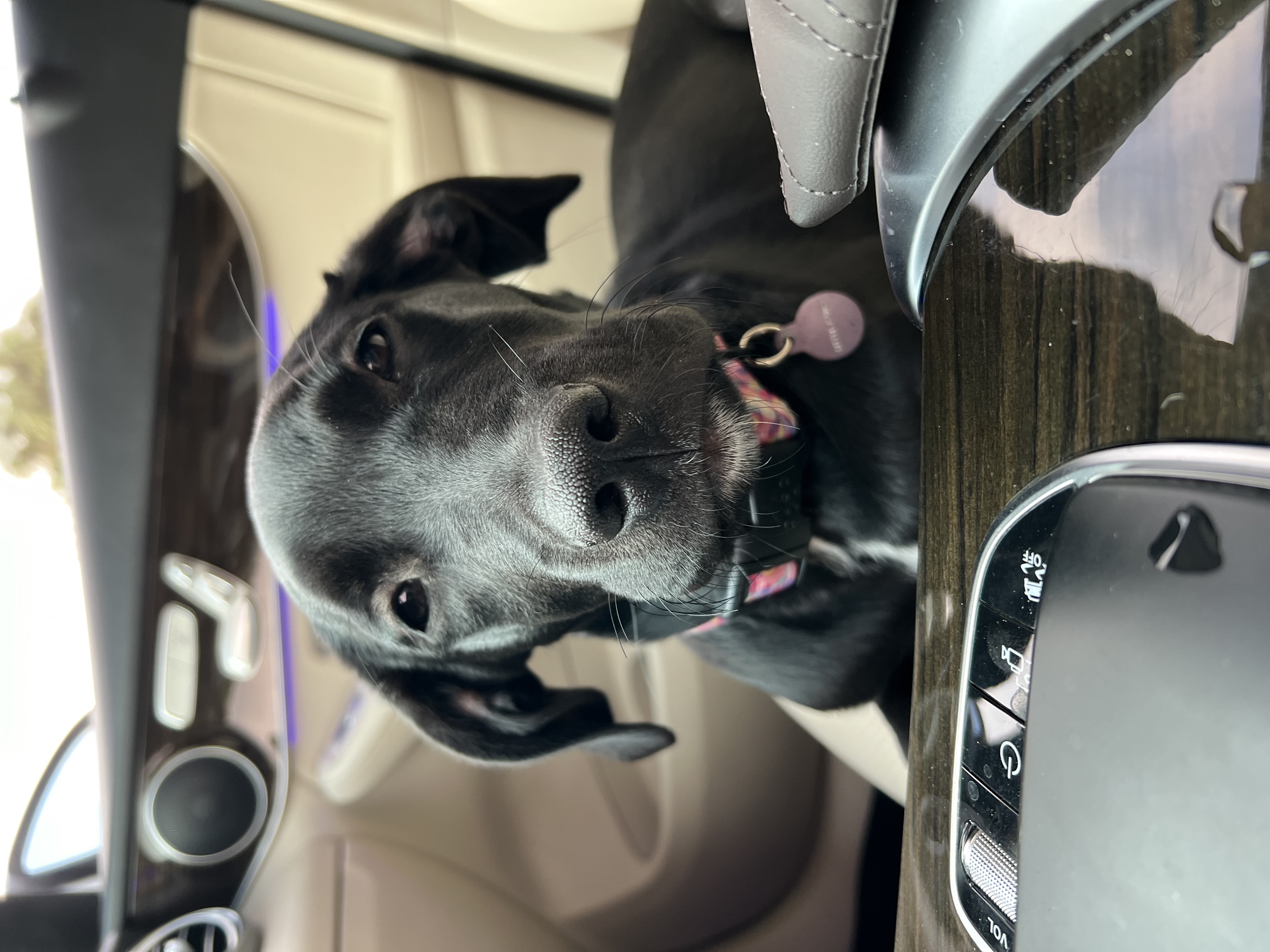Poet, a Adopted Black Labrador Retriever in DELRAY BEACH, FL image 4/5