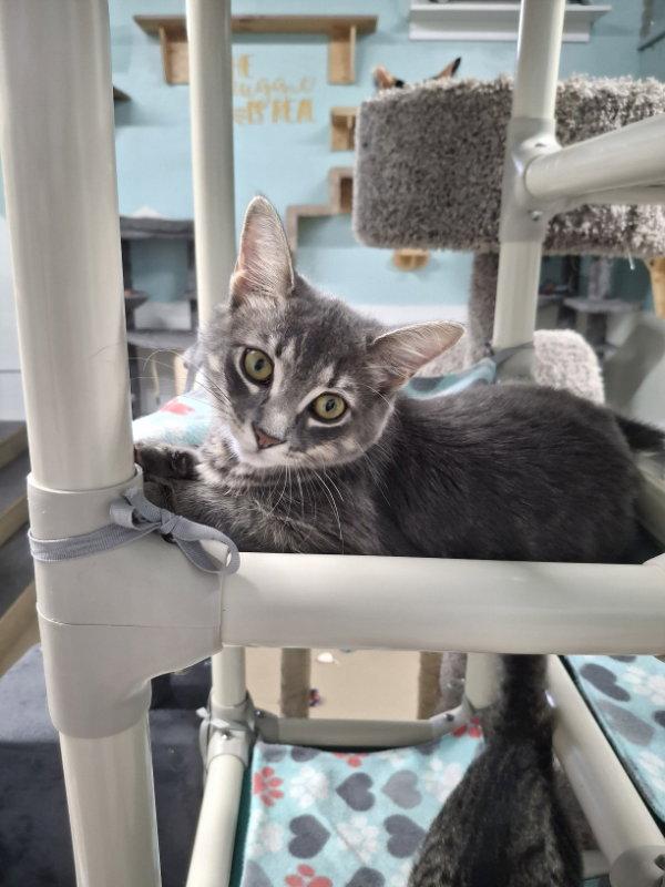 Loretta Lynn AND Elvis Presley, Adopted, Kitten Female Domestic Short Hair.