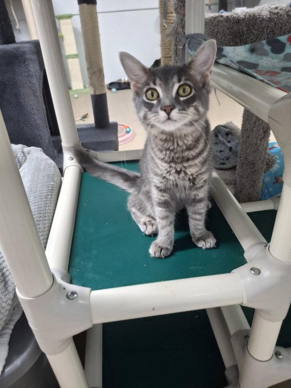 Enlarge Loretta Lynn AND Elvis Presley, a Adopted Domestic Short Hair in Gonic, NH image 2/3