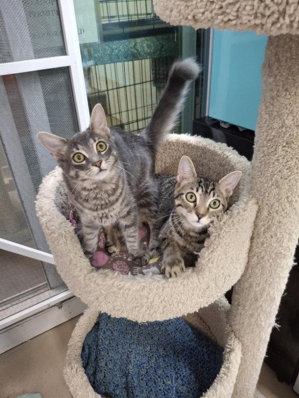 Enlarge Loretta Lynn AND Elvis Presley, a Adopted Domestic Short Hair in Gonic, NH image 3/3