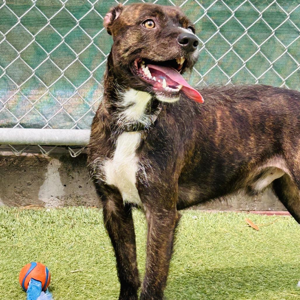 Enlarge Julius, a Adoptable mixed breed in Galveston, TX image 1/6