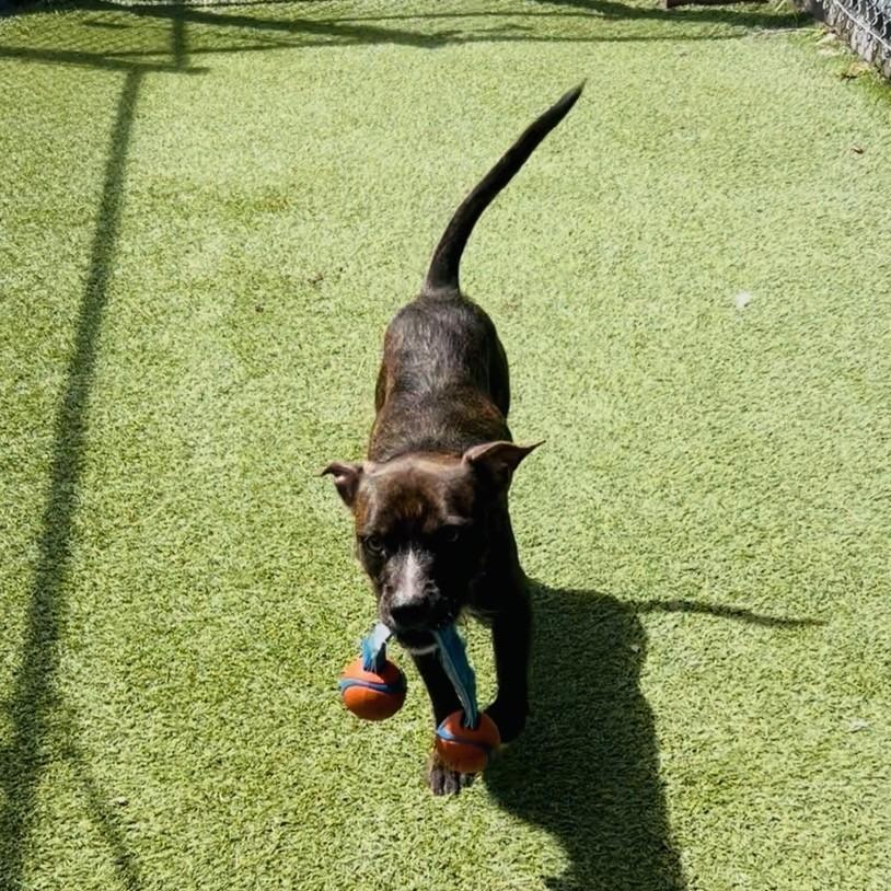 Enlarge Julius, a Adoptable mixed breed in Galveston, TX image 2/6