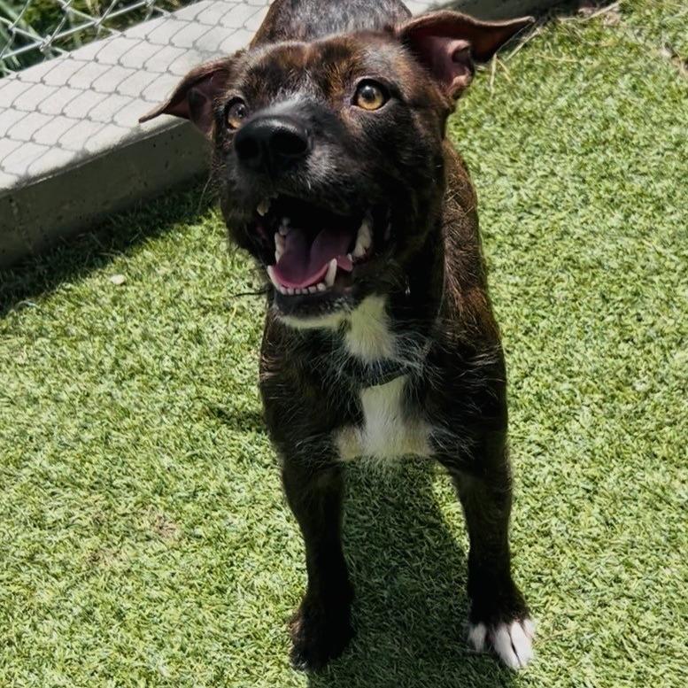Enlarge Julius, a Adoptable mixed breed in Galveston, TX image 3/6