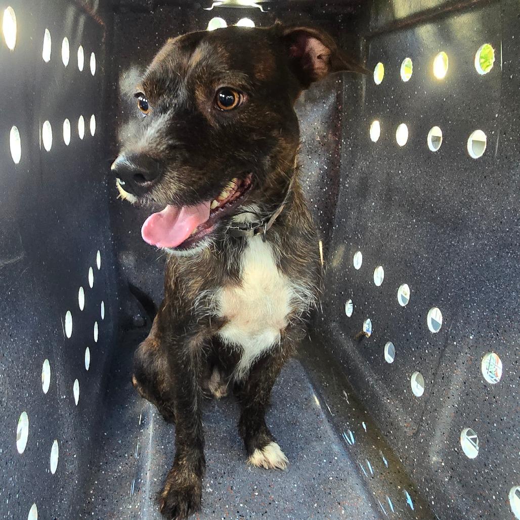 Enlarge Julius, a Adoptable mixed breed in Galveston, TX image 4/6