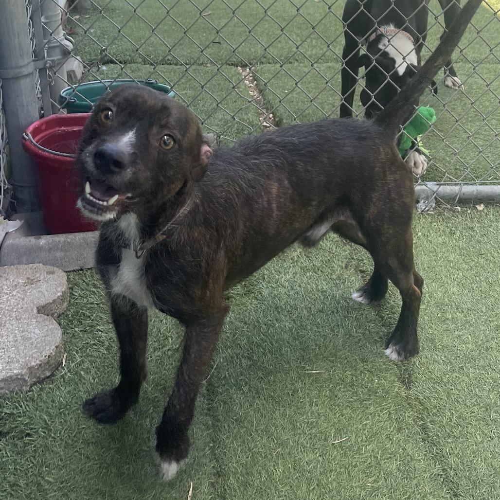 Enlarge Julius, a Adoptable mixed breed in Galveston, TX image 5/6