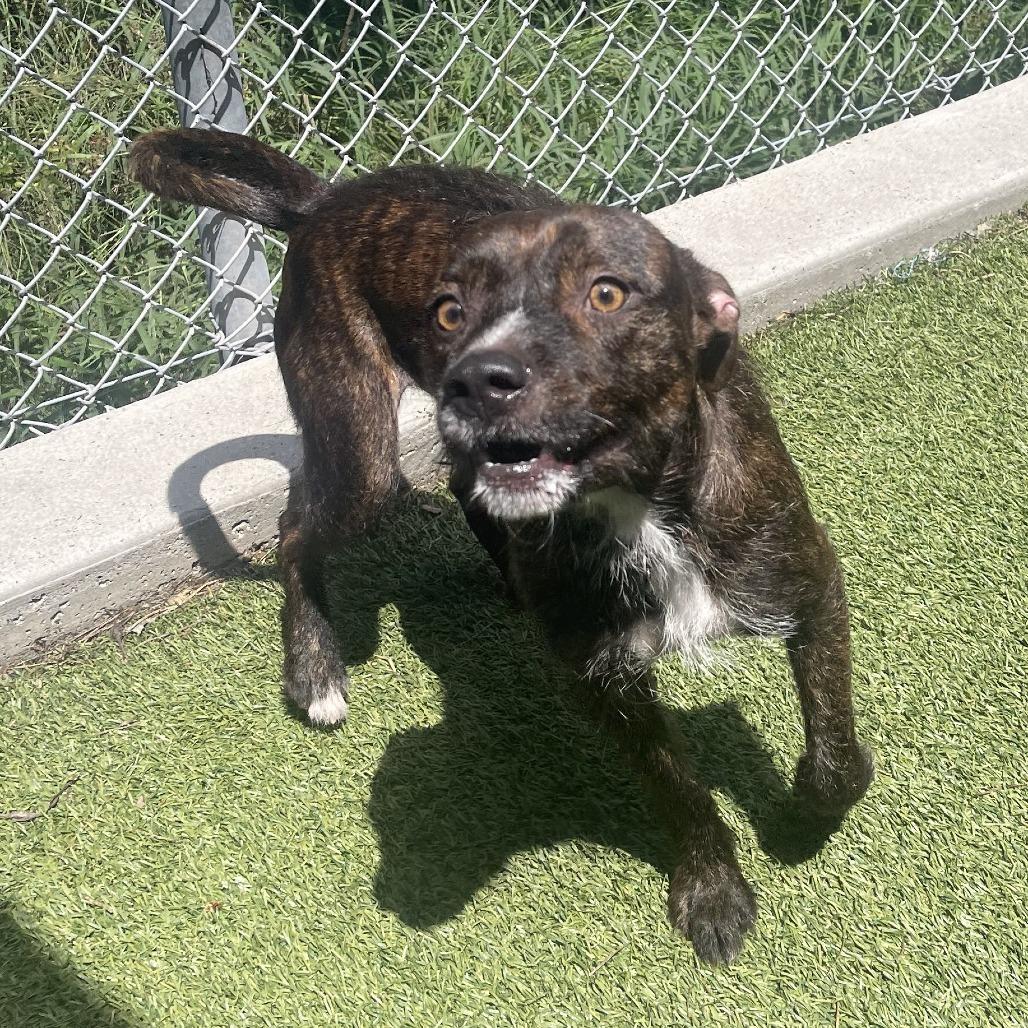 Enlarge Julius, a Adoptable mixed breed in Galveston, TX image 6/6