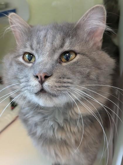 Enlarge Lucky, a Adoptable mixed breed in Divide, CO image 1/1