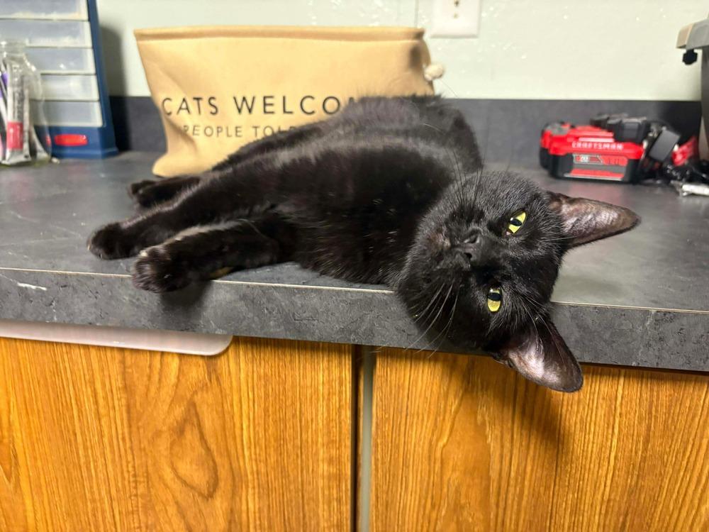 Enlarge **Cat Cafe** Buttercup, a Adoptable Domestic Short Hair in Topeka, KS image 2/4