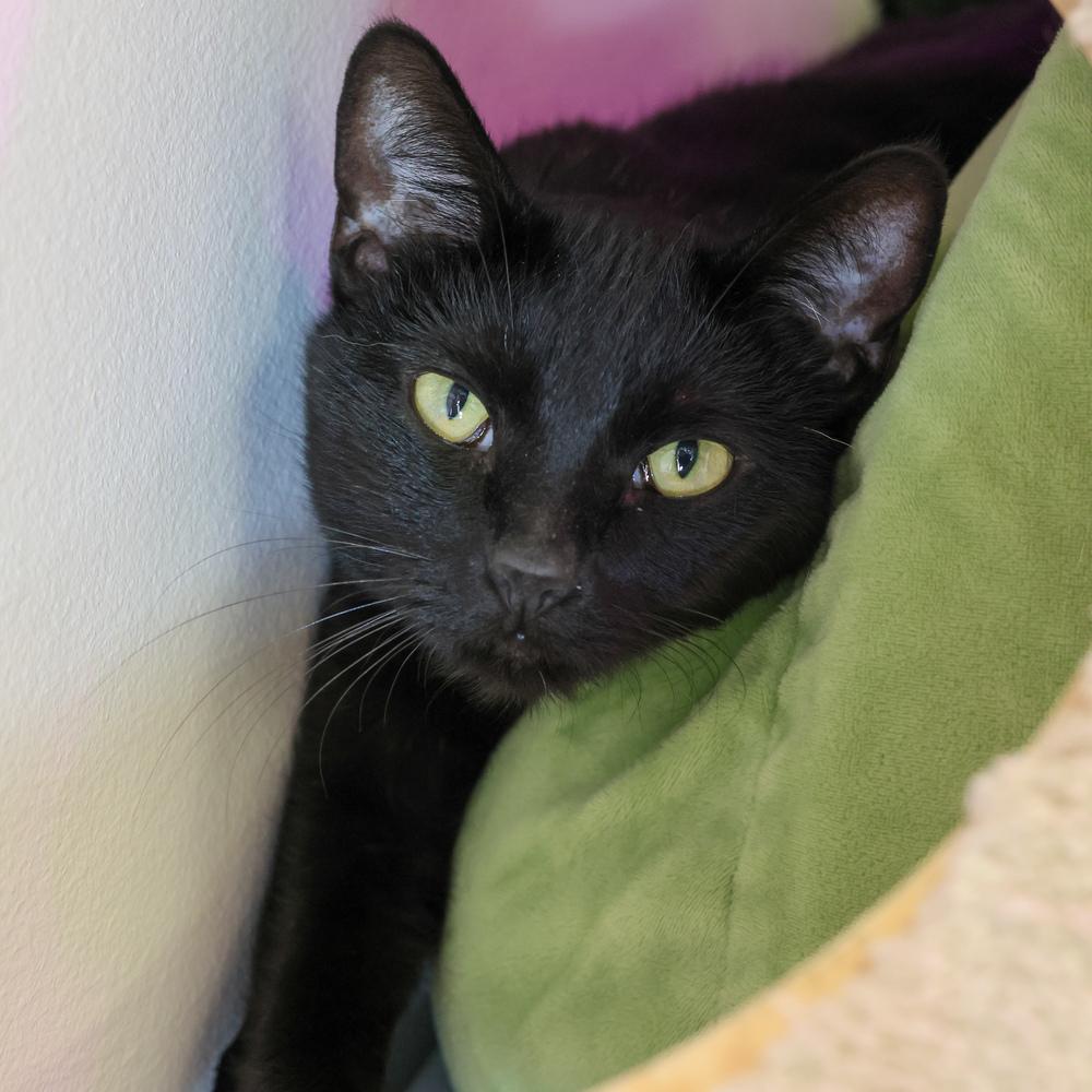 Enlarge **Cat Cafe** Buttercup, a Adoptable Domestic Short Hair in Topeka, KS image 3/4