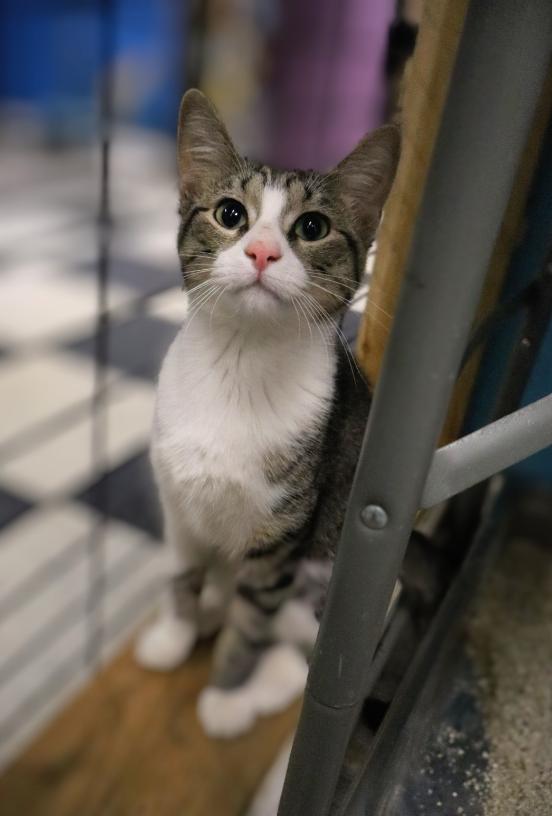 Enlarge Frenchie, an adopted Domestic Short Hair in Chicago, IL image 1/1