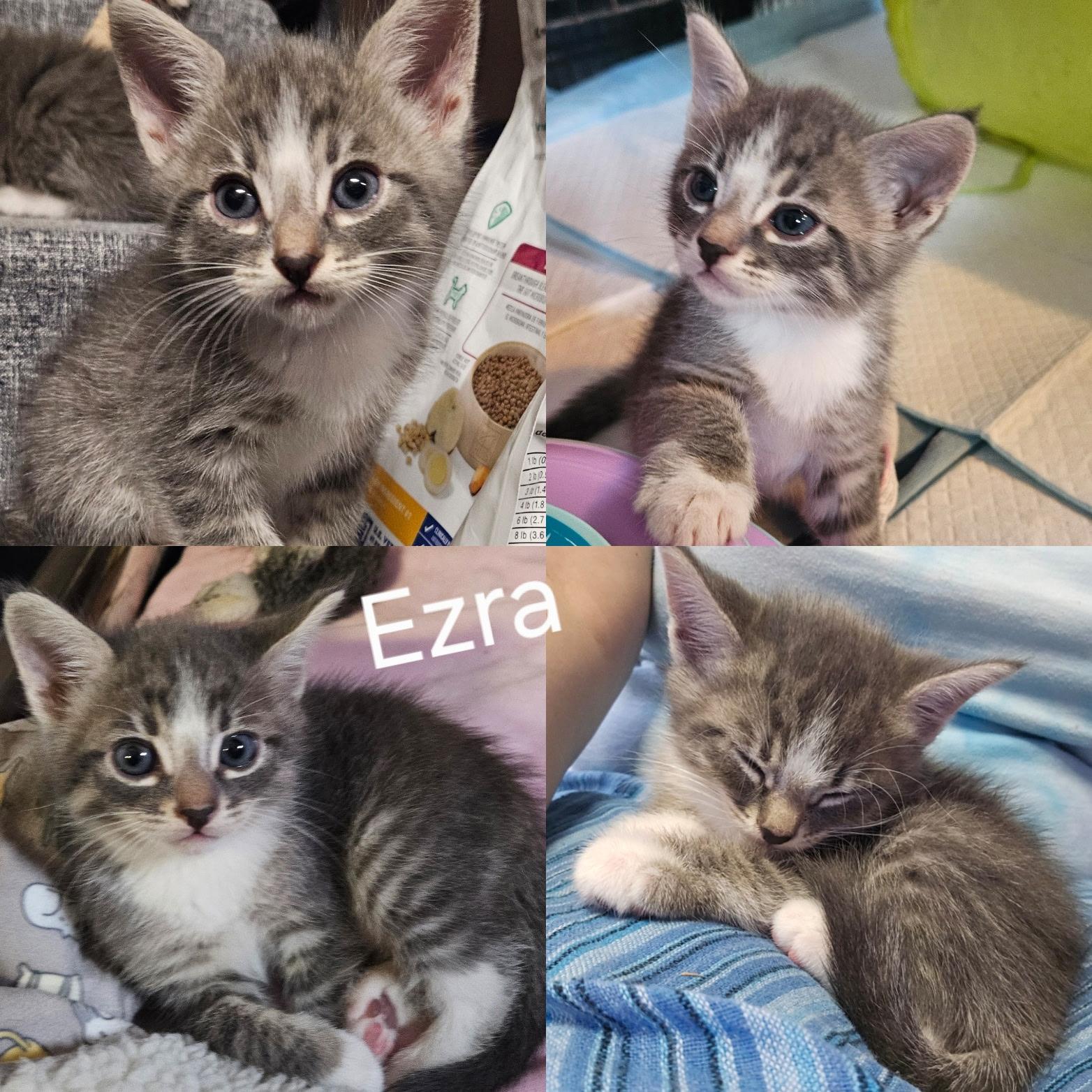 Ezra, a Adoptable mixed breed in Dixon, CA image 1/3
