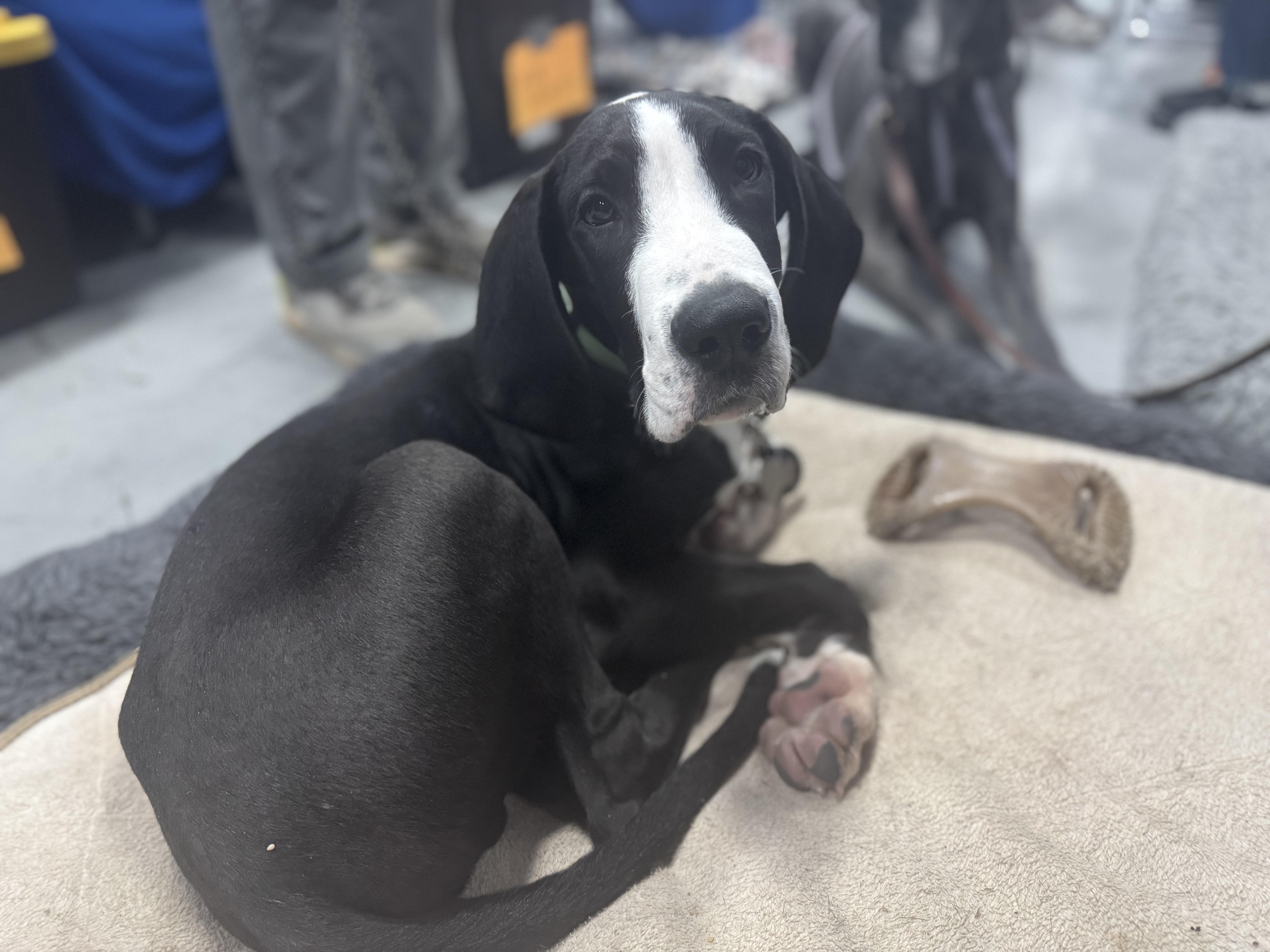 Nick, ADOPTABLE, Young Male Great Dane.