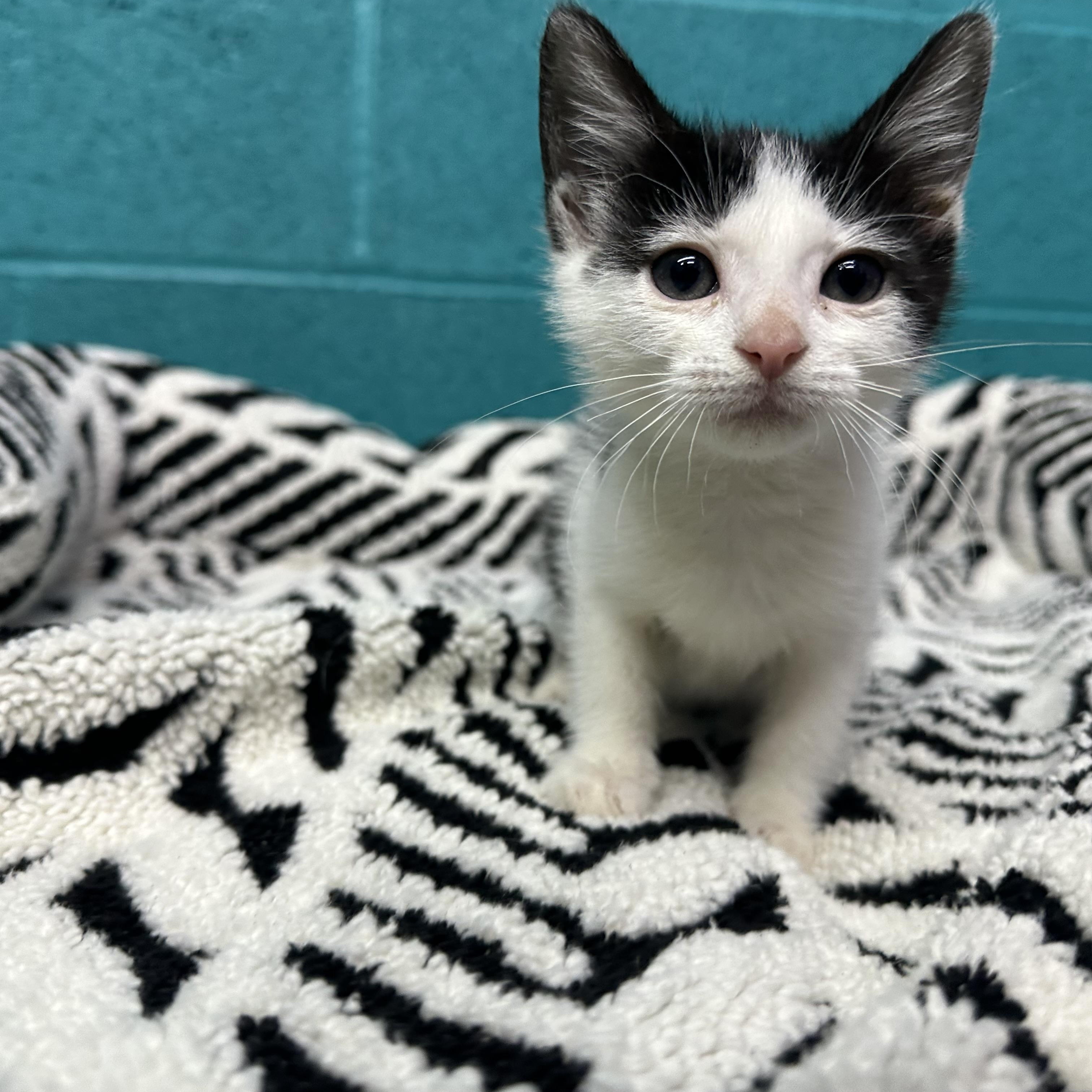 BW, Adoptable, Kitten Female Domestic Short Hair.