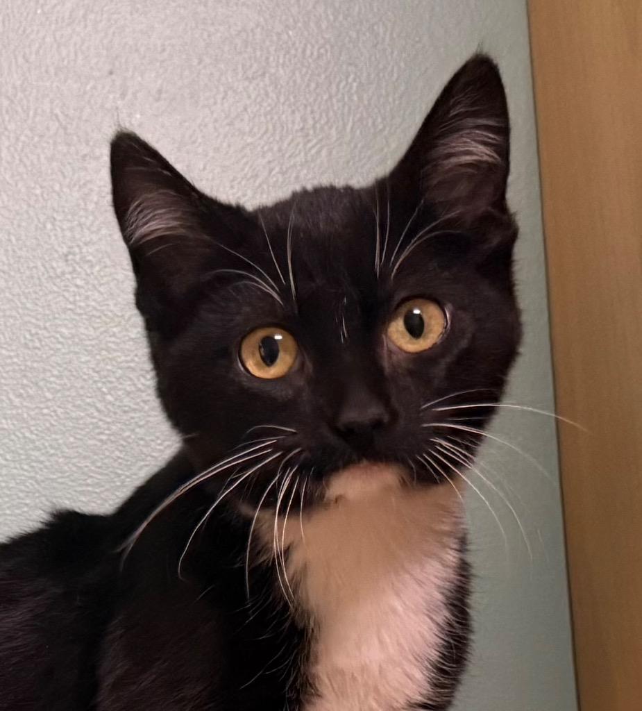 Enlarge Nina, a ADOPTABLE Domestic Short Hair in Amery, WI image 1/2