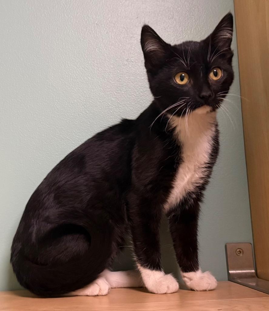 Enlarge Nina, a ADOPTABLE Domestic Short Hair in Amery, WI image 2/2