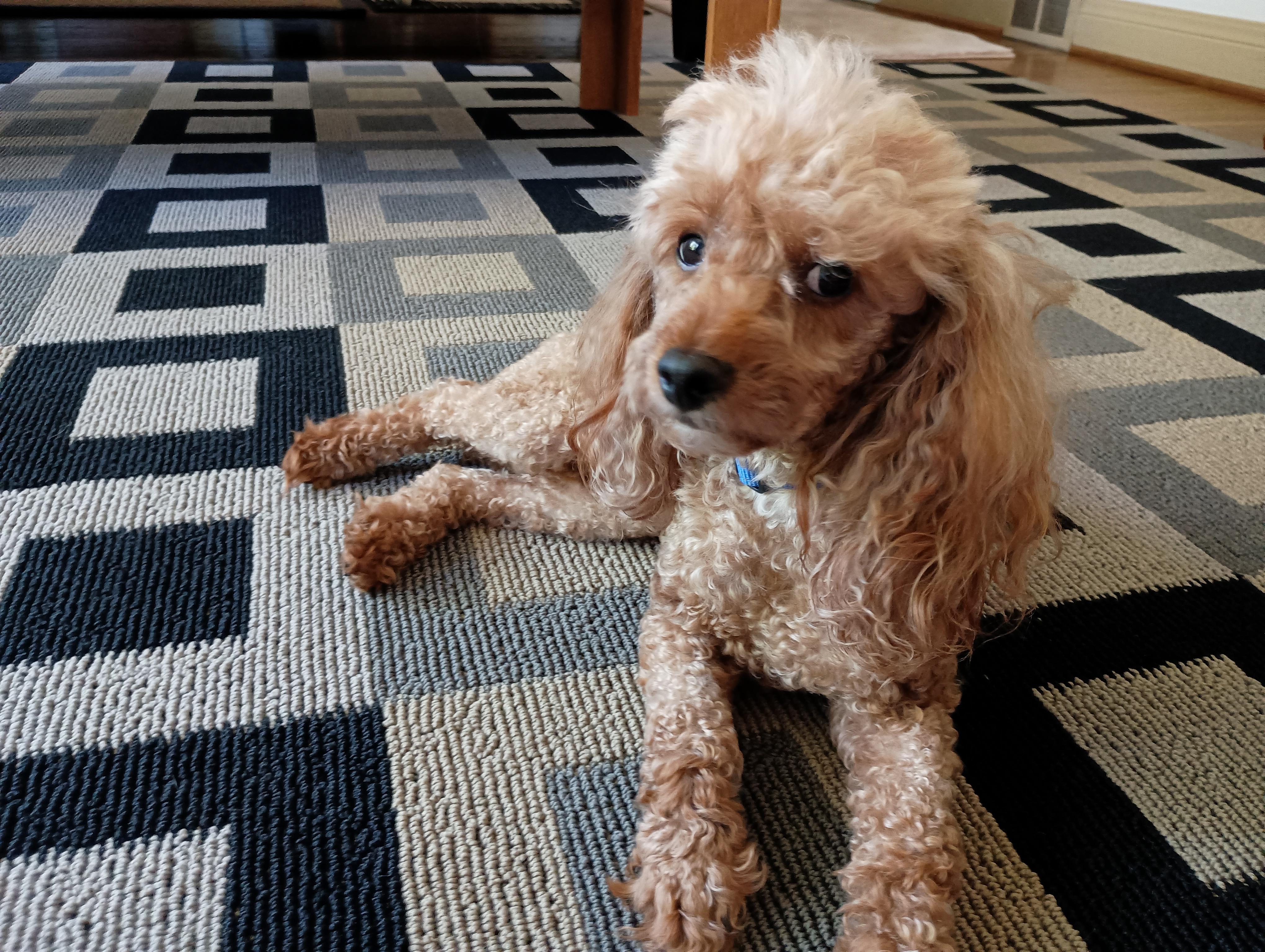 Enlarge Cheetos, a Adopted mixed breed in Louisville, KY image 1/2