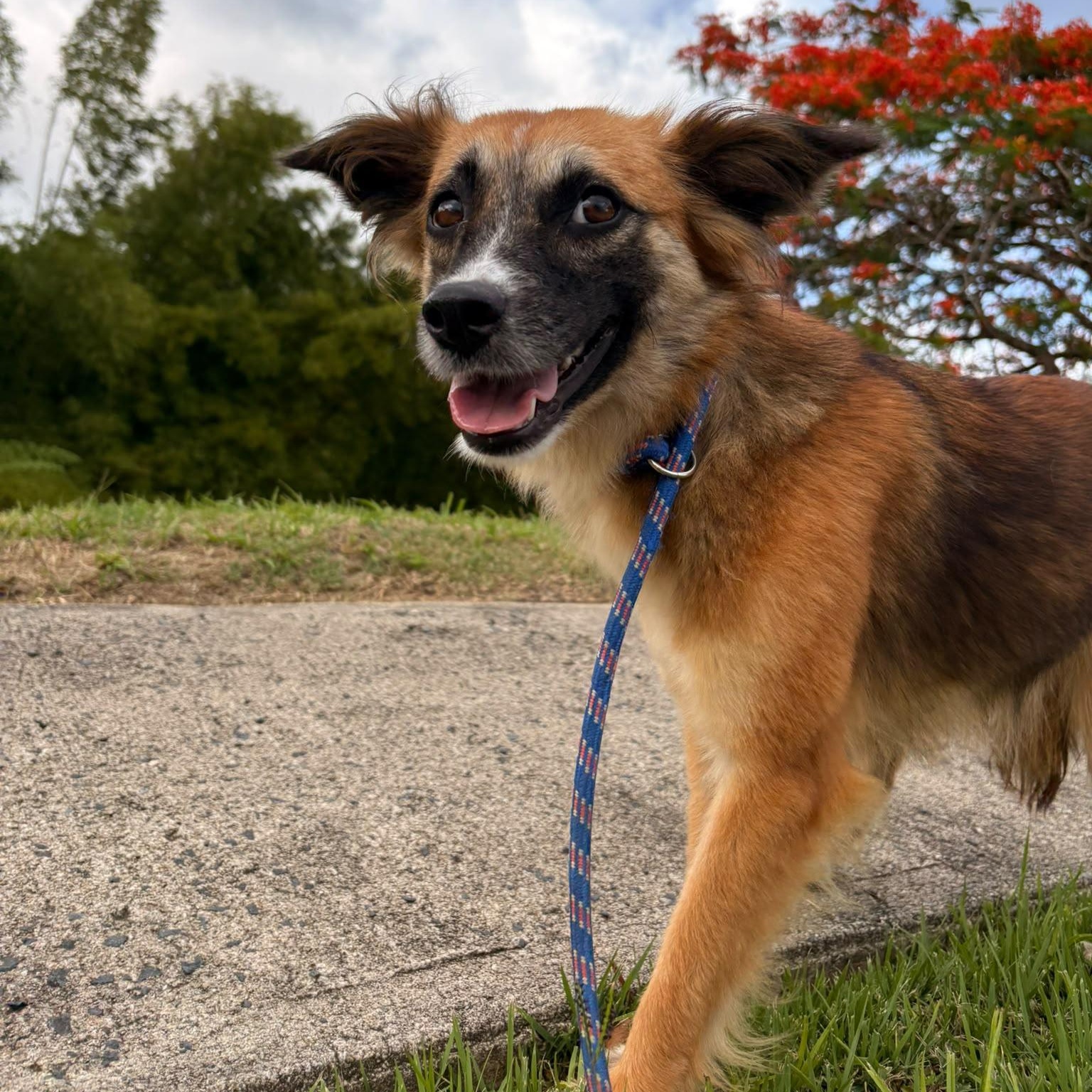 Kiki, a ADOPTABLE Mixed Breed in Morristown, NJ image 4/4
