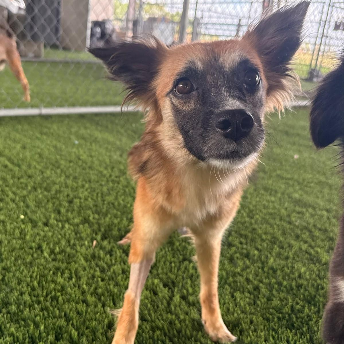Kiki, a ADOPTABLE Mixed Breed in Morristown, NJ image 1/4