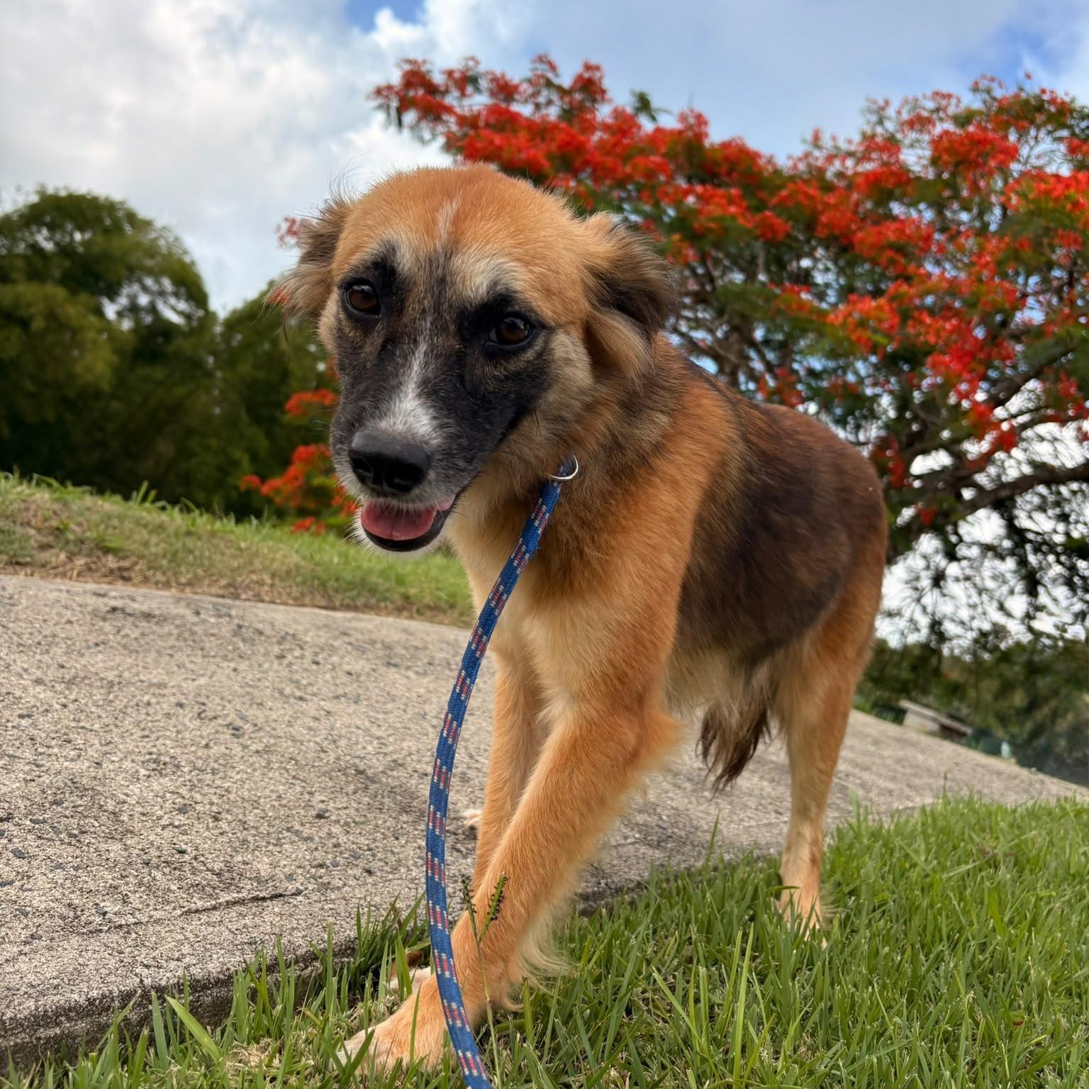 Kiki, a ADOPTABLE Mixed Breed in Morristown, NJ image 2/4