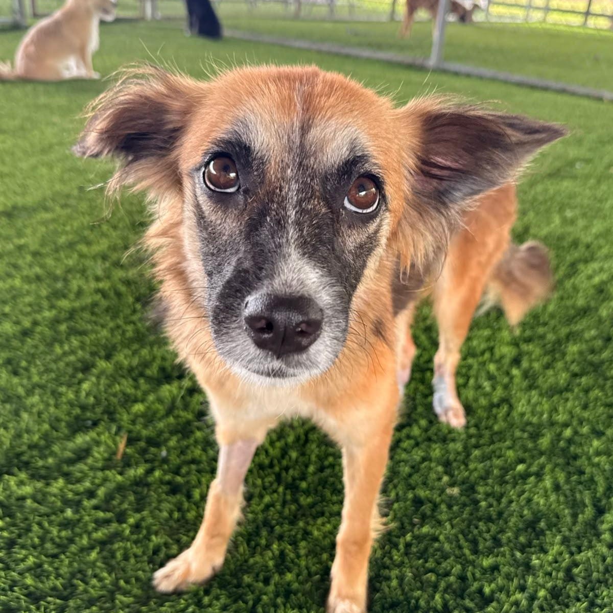 Kiki, a ADOPTABLE Mixed Breed in Morristown, NJ image 3/4