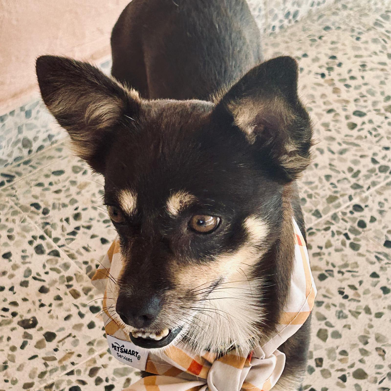 Enlarge HUGO - great with cats and dogs, a Adopted mixed breed in Boston, MA image 5/6