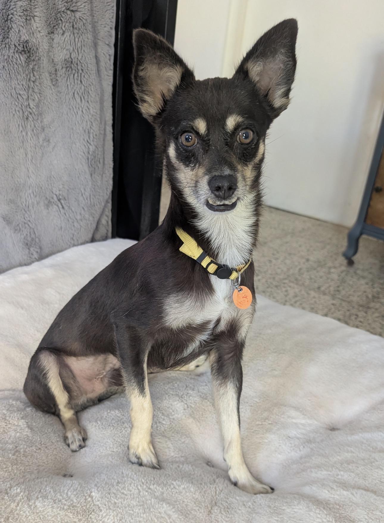 Enlarge HUGO - great with cats and dogs, a Adopted mixed breed in Boston, MA image 2/6