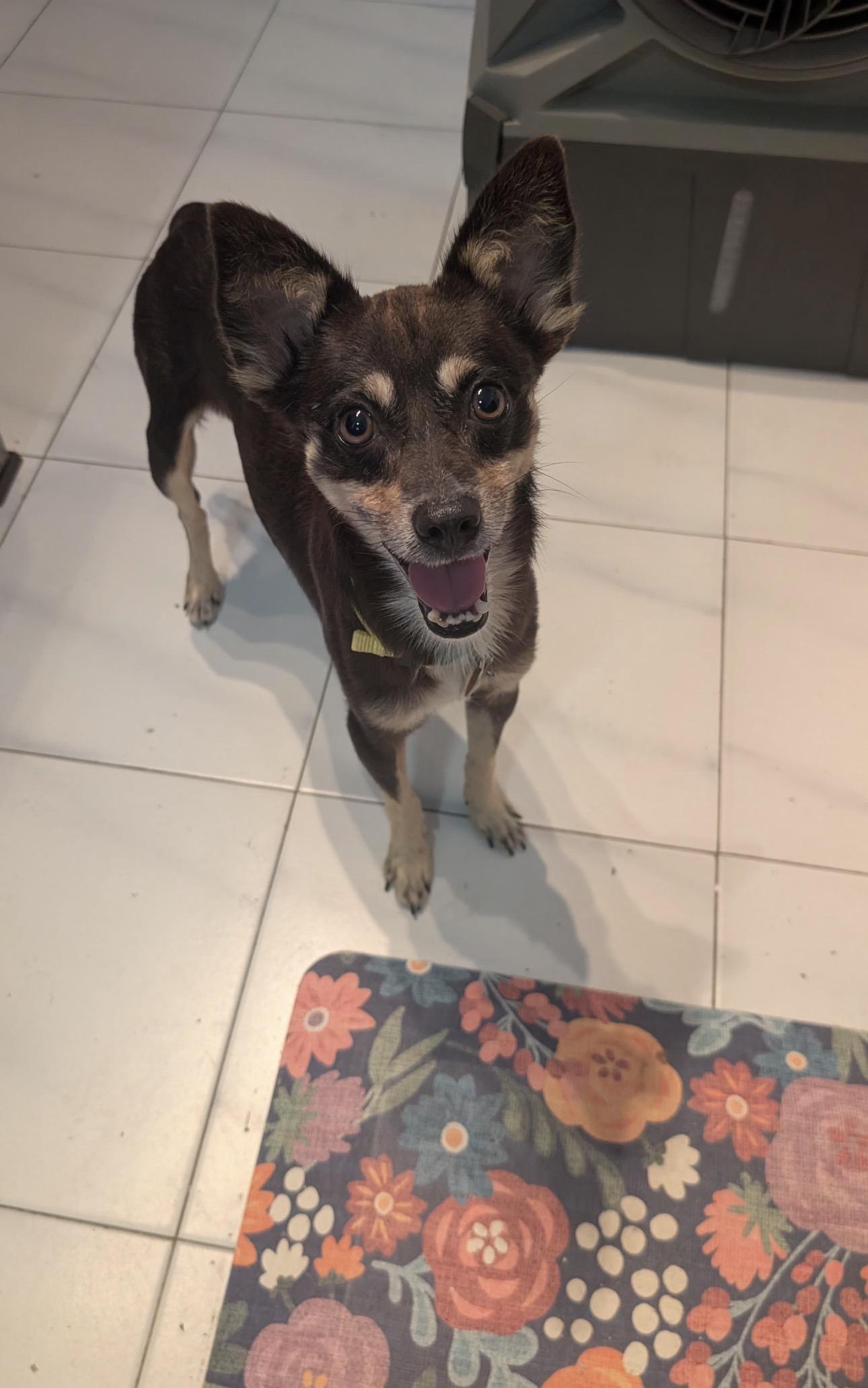 Enlarge HUGO - great with cats and dogs, a Adopted mixed breed in Boston, MA image 4/6