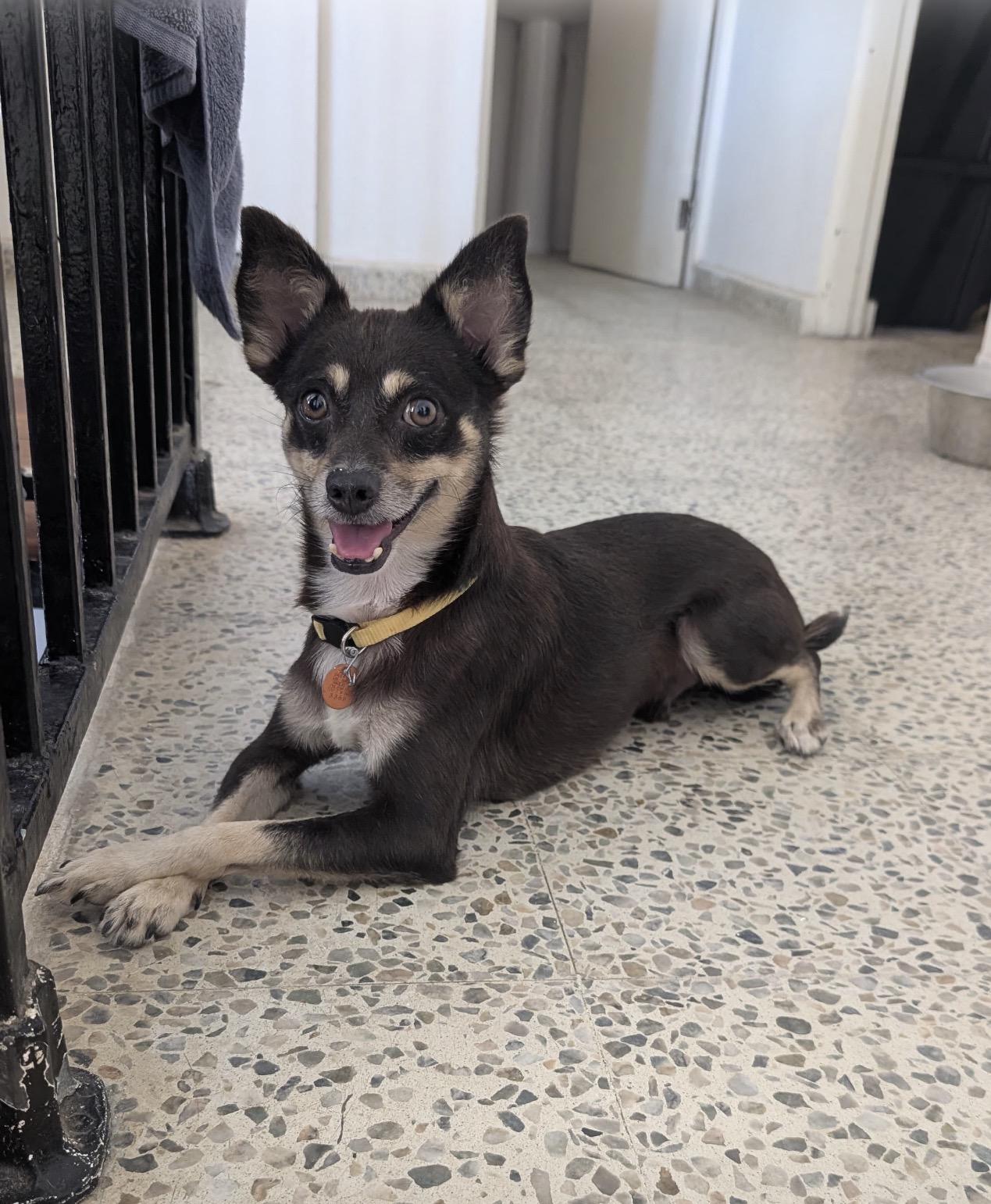 Enlarge HUGO - great with cats and dogs, a Adopted mixed breed in Boston, MA image 3/6