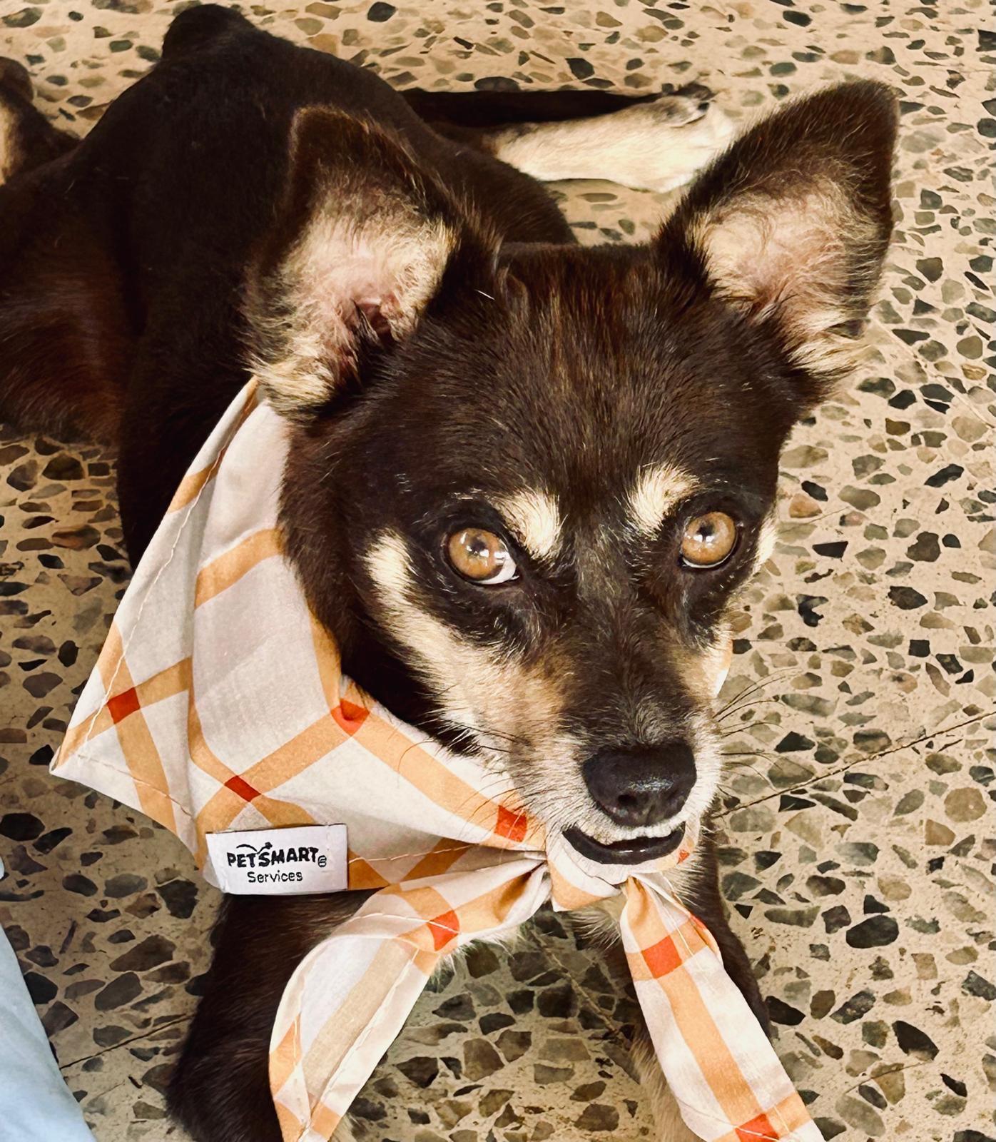 Enlarge HUGO - great with cats and dogs, a Adopted mixed breed in Boston, MA image 1/6