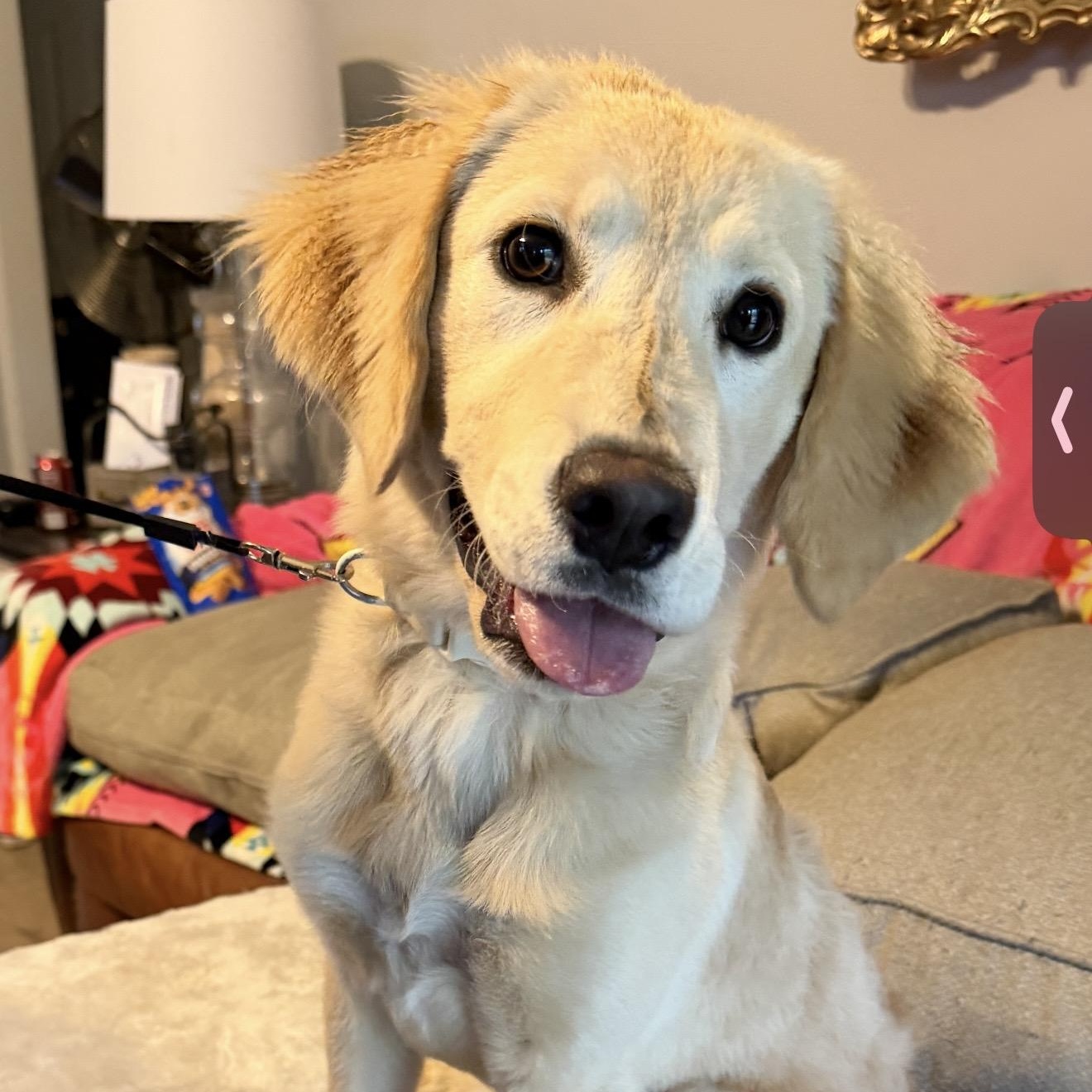 Annie, Adoptable, Puppy Female Golden Retriever.
