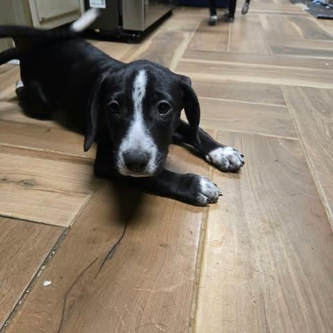 Enlarge JB, a Adoptable mixed breed in Jarrettsville, MD image 1/1